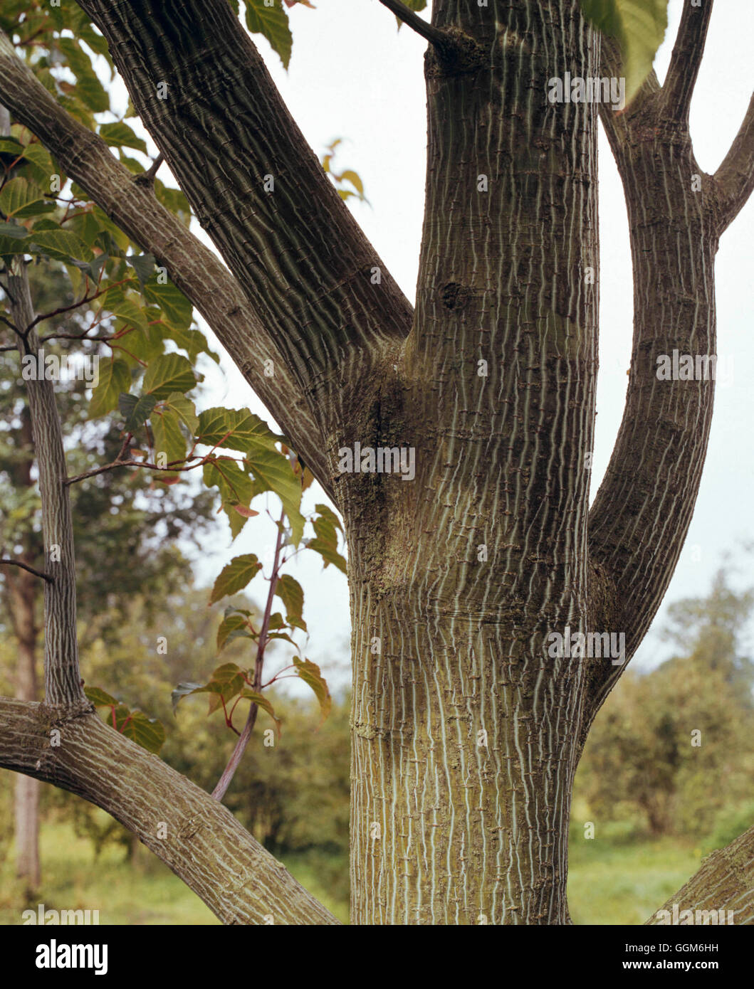 Acer davidii - `George Forrest' AGM Bark detail   TRS003442 Stock Photo